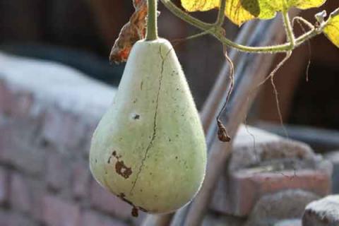 葫芦瓜的功效与作用 蔬菜葫芦瓜的功效与作用