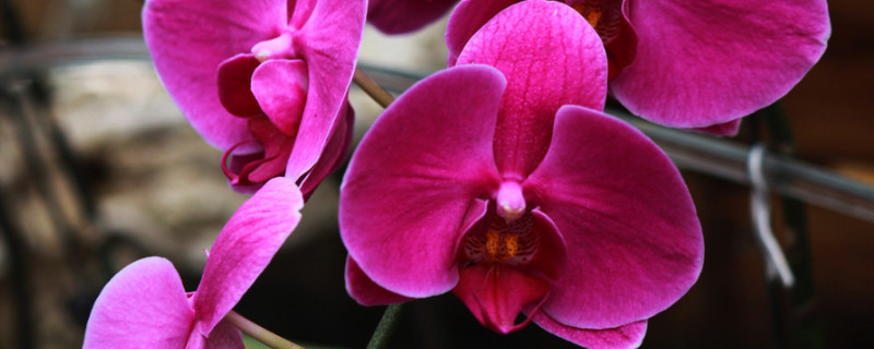 蝴蝶兰水浇多了怎么办（蝴蝶兰水浇多了花谢了）