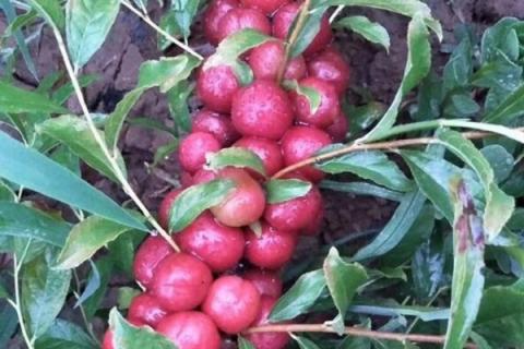 钙果的功效与作用（中华钙果的功效与作用）