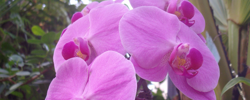 蝴蝶兰不带剑是什么意思 蝴蝶兰带花剑和不带花剑有什么区别