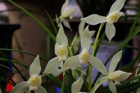 盆栽兰花怎样过冬