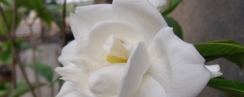 栀子花夏季休眠吗（栀子花会冬眠吗）