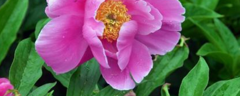 芍药地栽好还是盆栽好（芍药用什么土栽最好）