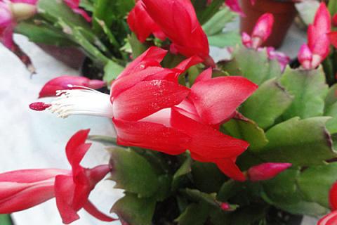 蟹爪兰秋天可以换盆吗