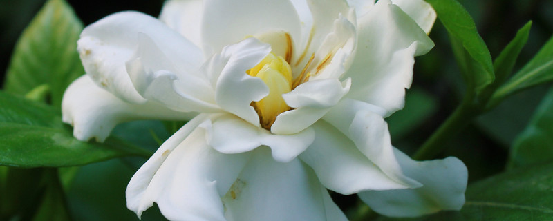 栀子花叶子蔫了有救吗 栀子花叶子全蔫了,是不是死了