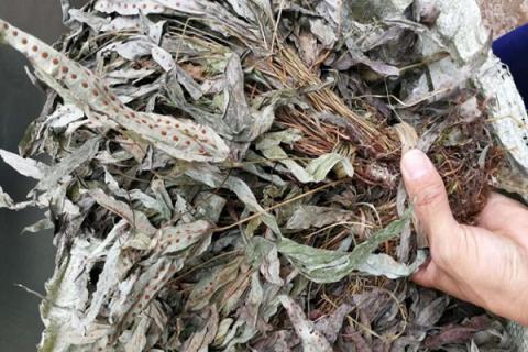 七星草的功效与作用 七星草的功效与作用图片