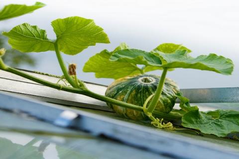 南瓜叶的功效与作用 南瓜叶的功效与作用与禁忌