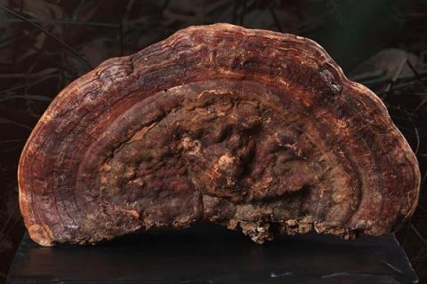 赤芝的功效与作用 灵芝的功效与作用的功能与主治