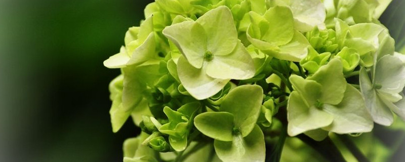 绣球花冬天要修剪吗(绣球花冬天要不要剪枝)