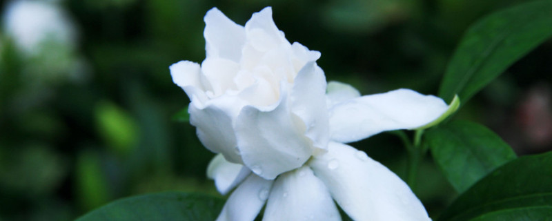 栀子花和茉莉的区别（茉莉花与栀子花区别）