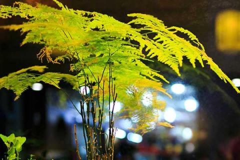 文竹的功效与作用 文竹的功效与作用禁忌