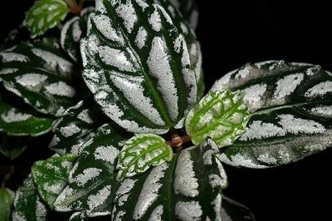 冷水花的功效与作用（冷水花的功效与作用,内服还是外用）