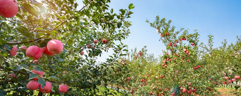 热带果树有哪些（热带适合种什么果树）