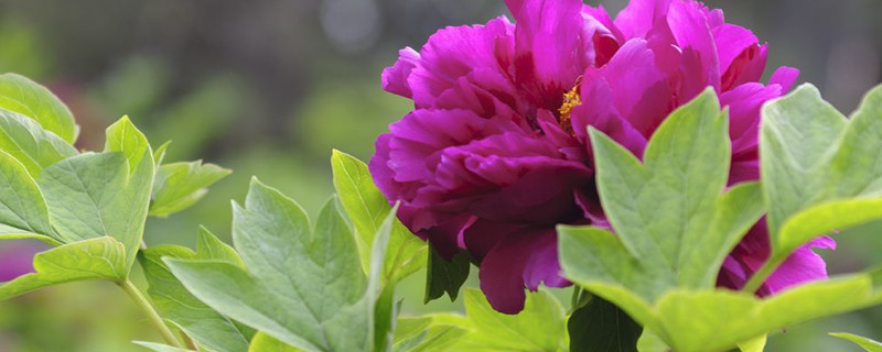 怎样才能让牡丹花的种子快速发芽（牡丹花花种子怎么播种才能发芽）