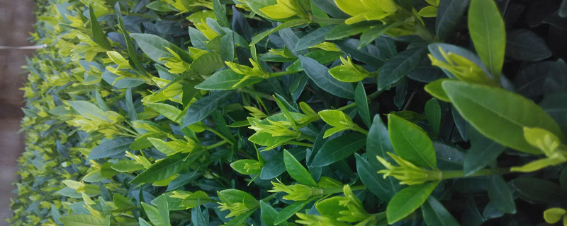 栀子花冬季怎么修剪 栀子花冬季怎么修剪视频