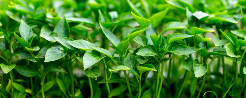 红薯怎样育苗 红薯怎样育苗最好