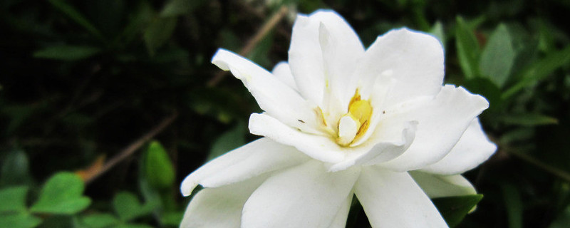 栀子花长花苞后怎样养护（栀子花有花苞了怎样养护）