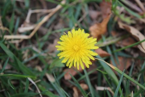 蒲公英花的功效与作用 晒干的蒲公英花的功效与作用
