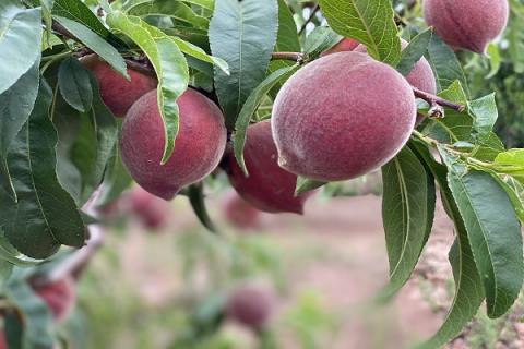 毛桃的功效与作用 毛桃的功效与作用及食用方法