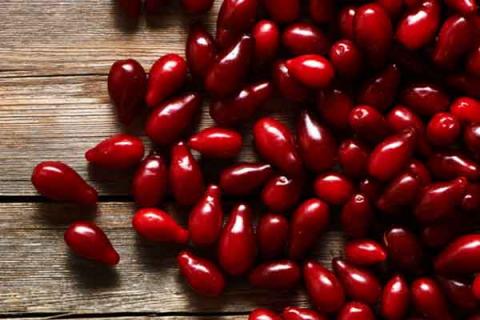 枣皮的功效与作用 枣皮的功效与作用及禁忌是什么