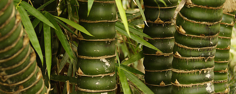 竹子喜欢阳光吗 竹子喜不喜欢阳光