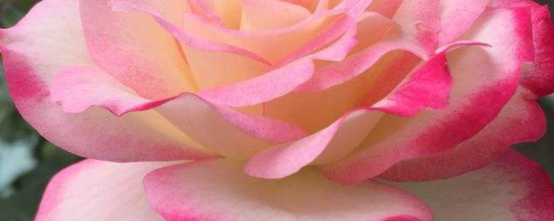 玫瑰多久发芽（玫瑰大概多久发芽）