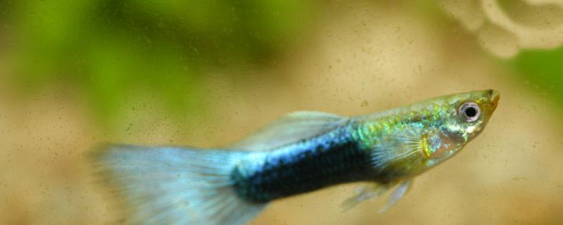 小孔雀鱼多大能和大鱼一起养（孔雀鱼小鱼多久可以和大鱼一起养）