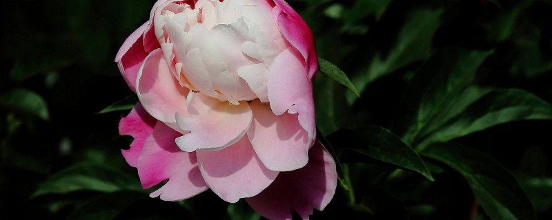 芍药花的叶子有几种 芍药花的叶子是什么样