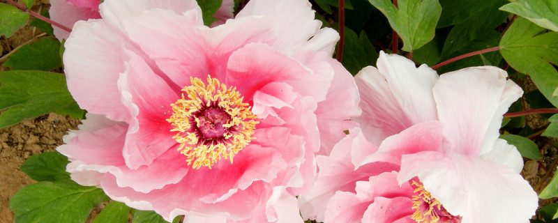 地栽牡丹秋季如何养护 夏季地栽牡丹的管理方法