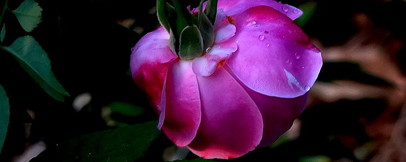 月季花为什么不开花 月季花为什么不开花都几年了