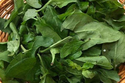 枸杞叶汤的功效与作用 鸡蛋枸杞叶汤的功效与作用