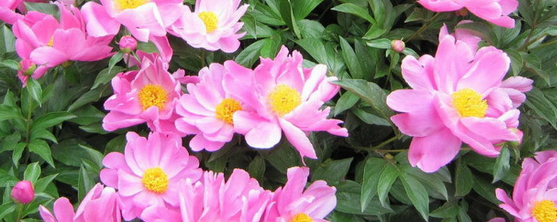 芍药花春天可移栽吗 春天移植芍药花能活吗