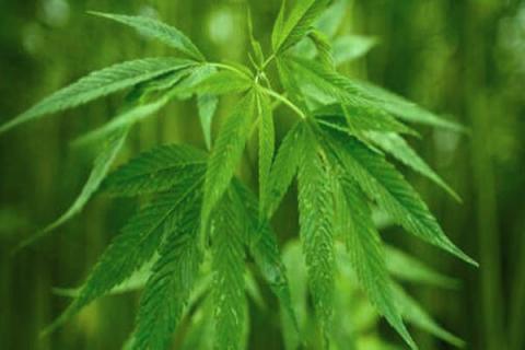 麻仁的功效与作用 麻仁的功效与作用与主治