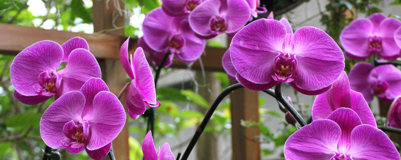 蝴蝶兰夏季开花期间如何养护 蝴蝶兰夏天怎么养护才能开花