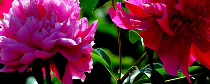 芍药花盆栽种植方法（芍药盆栽的种植方法）