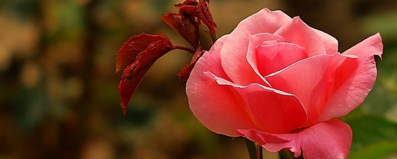 月季从有花苞到开花要多久 月季花花苞到开花多长时间