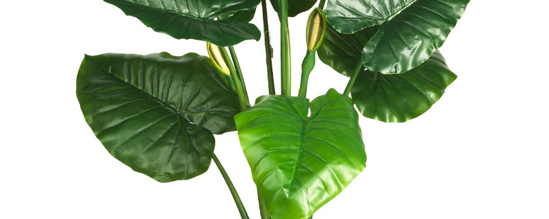 滴水观音夏季能换盆吗 滴水观音移盆注意事项