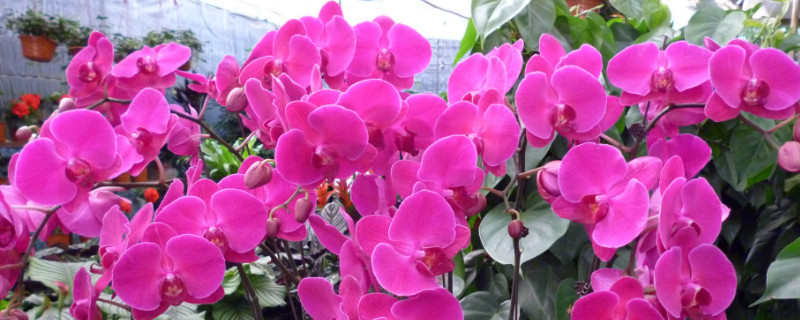 蝴蝶兰和君子兰的区别 蝴蝶兰和君子兰是一个品种吗