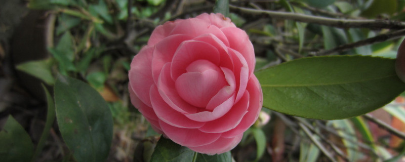 茶花怎么养（茶花怎么养(新手必看）