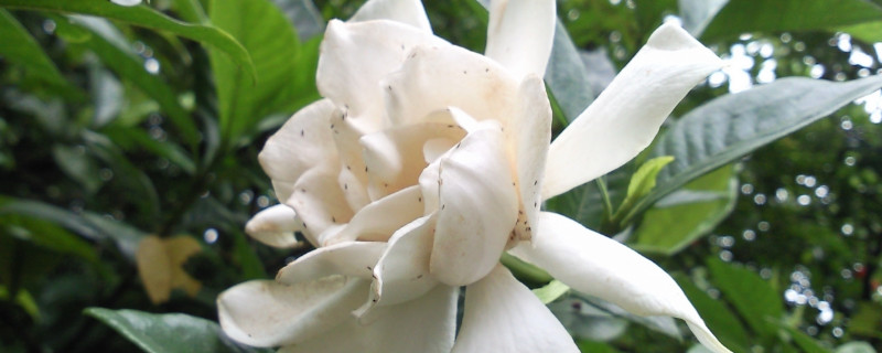 栀子花春天的养殖方法和注意事项 春季栀子花的养殖方法