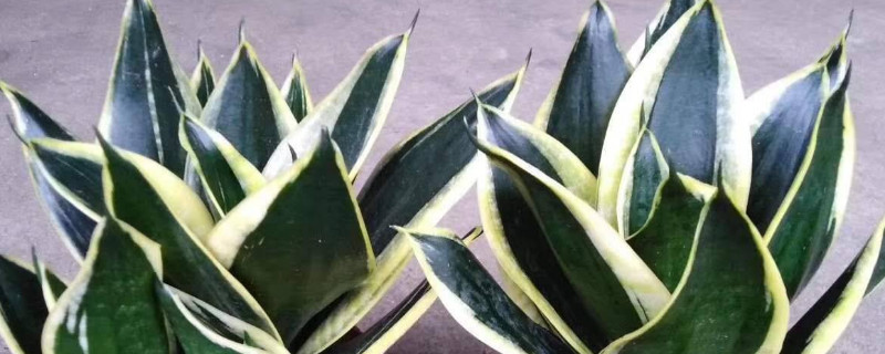 怎么水培虎皮兰叶片 虎皮兰叶子水培的养殖方法