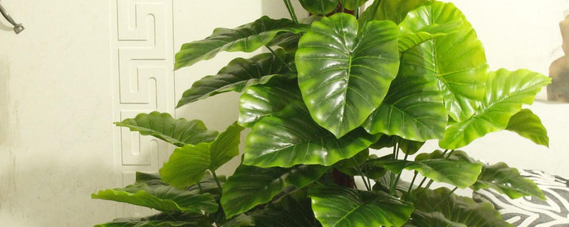 滴水观音几度冻死(滴水观音被冻了还会活吗)