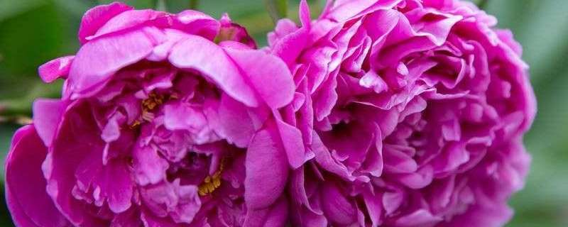 芍药花冬天要修剪吗 芍药花开后需要修剪吗