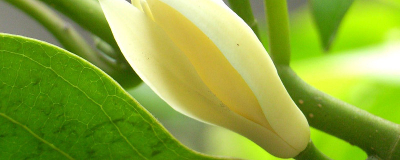 白兰花怕冷吗（白兰花怕热吗）