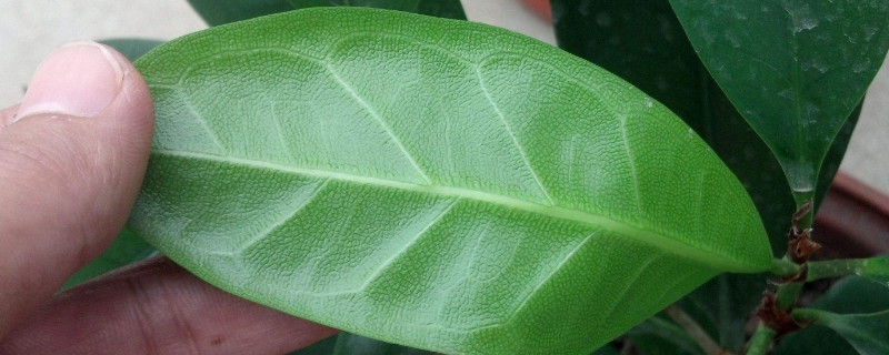 盆栽橡皮树开花吗（橡皮树能开花结果吗）