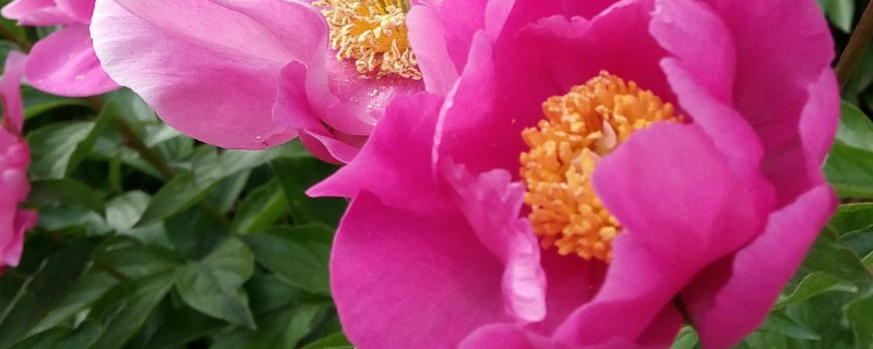 芍药花夏季移植能活吗（春天移植芍药花能活吗）