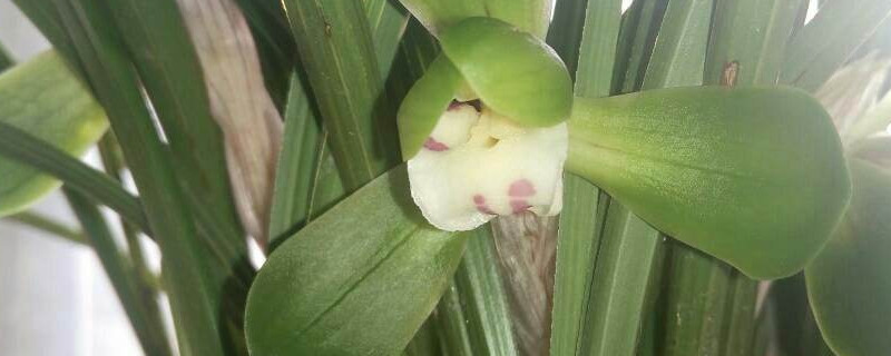 盆栽兰花怎样过冬 冬天怎样栽兰花