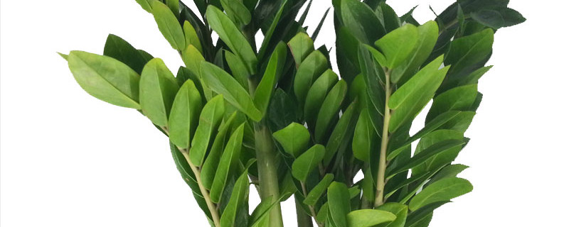 金钱树怎么用枝条扦插(金钱树扦插步骤)