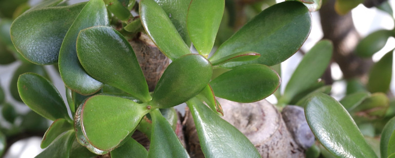 玉树盆栽怎样过冬（玉树冬季怎么养）