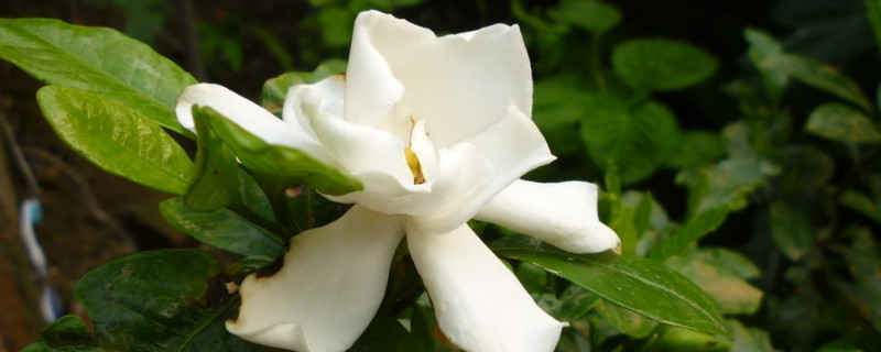 栀子花冬天室内怎么养(栀子花北方冬天室内怎么养)